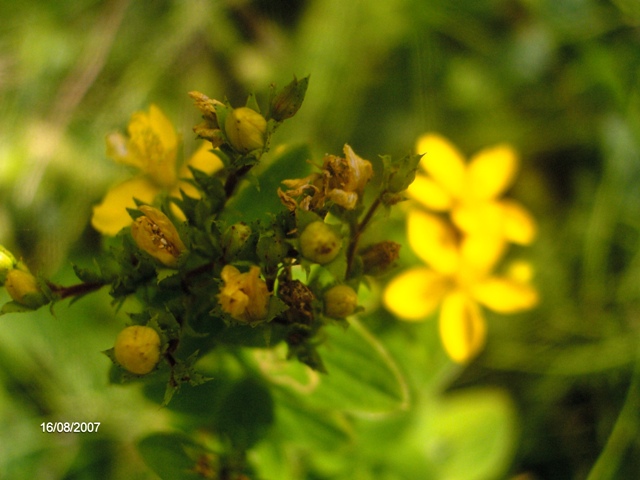 guttifera - Hypericum tetrapterum